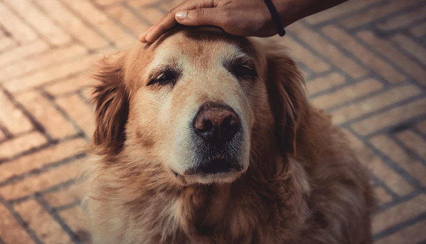 Pet Insurance